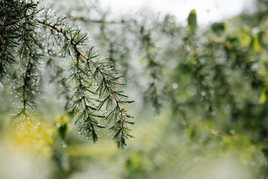 Genussvolle Stunden im Wald, © Niederösterreich Werbung/Mara Hohla