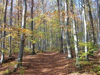 Wanderwege im Wienerwald, © Elfriede Kazda