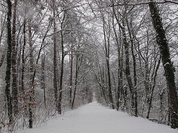 Der Wienerwald im Winter, © Elfriede Kazda