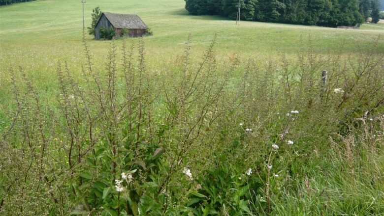 Klausen Leopoldsdorf, © botanische Spaziergänge