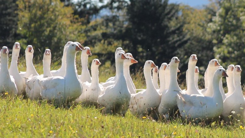 Bio Weidegänse am Obermaierhof, © Obermaierhof