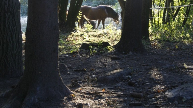 Pony, © Haselhof