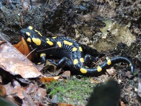 Feuersalamander, © Patricia Lechner