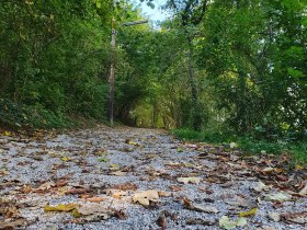 Naturweg im Wald, © Wienerwald