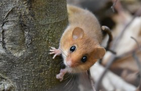 Haselmaus, © Wienerwald Tourismus GmbH / B.Rotter