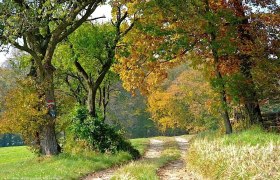 Feldweg nach Oberpirath, © Wienerwald