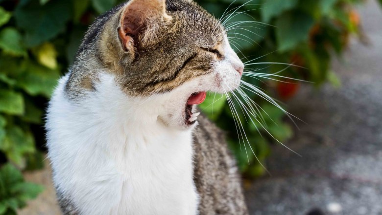 eine der sechs Katzen am Hof, © Waldhof Grasel