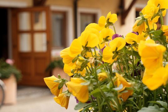 Blumiger Einblick in den Innenhof des Weinguts, © Wienerwald Tourismus GmbH/Kerstin Semmelmeyer