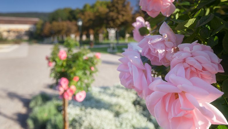 Badener Rosarium, © Rainer Mirau