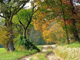 Feldweg nach Oberpirath, © Wienerwald