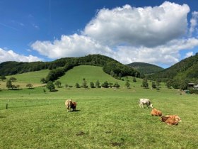 Promenadenweg Kühe und Berge, © Wienerwald Tourismus GmbH