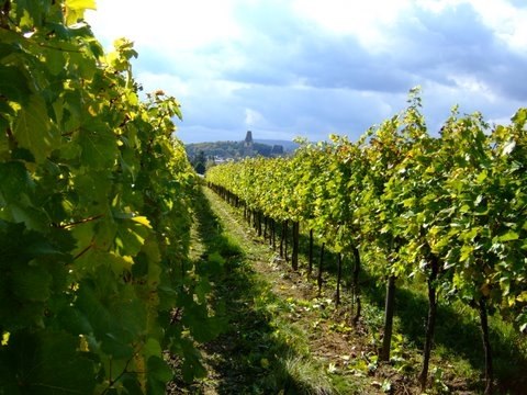 Weingarten, © Weingut Kas-Nigl