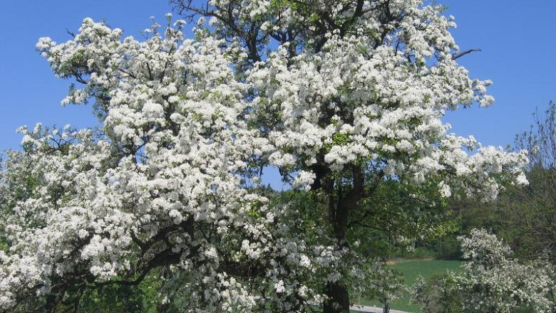 Obstbäume Wolf-Hof, © Wolf-Hof