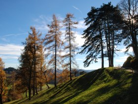 Lärchengruppen auf den Weiden, © Wienerwald