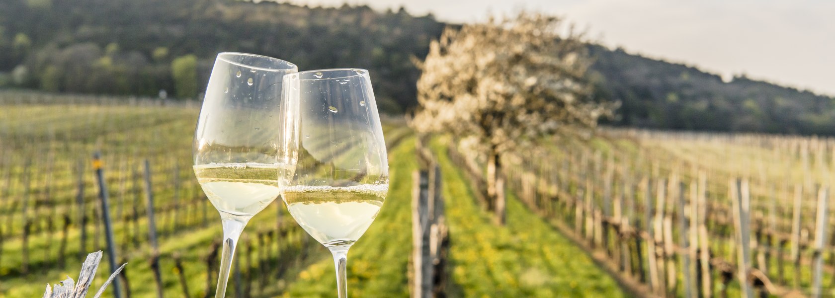 Weinfrühling in der Thermenregion Wienerwald, © Niederösterreich Werbung/ Robert Herbst