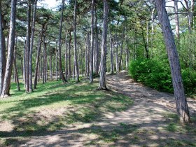 Waldteil im Kurpark Bad Vöslau, © Foto: Otto Kühnel