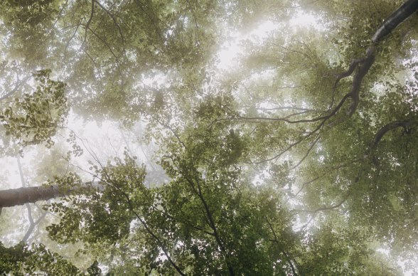 Baumblätter Wienerwald, © Niederösterreich Werbung/ Mara Hohla