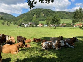 Promenadenweg Kühe und Berge, © Wienerwald