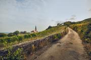 Blick auf Gumpoldskirchen, © Andreas Hofer