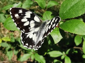 Schmetterling, © ÖTK Triestingtal