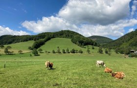 Promenadenweg Kühe und Berge, © Wienerwald Tourismus GmbH