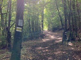 Wald, © Wienerwald