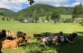 Promenadenweg Kühe und Berge, © Wienerwald