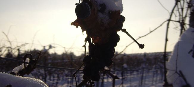 Weintrauben - Schnee, © Ramberger