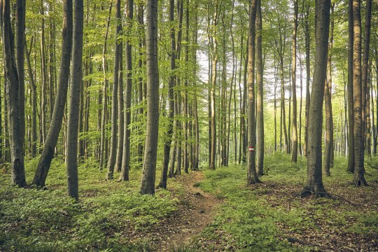 Waldspaziergang Tulbingerkogel, © Andreas Hofer