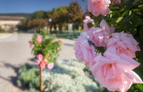 Badener Rosarium, © Rainer Mirau