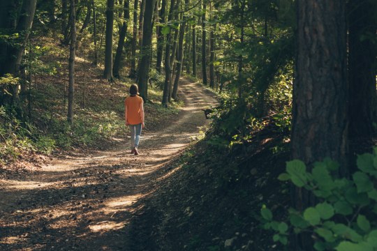 Im Wald entlang spazieren..., © Niederösterreich Werbung/Ian Ehm