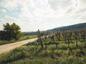 Weingartenradweg, © Niederösterreich Werbung / Andreas Hofer