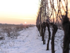 Winterwandern, © Wienerwald Tourismus GmbH / Martin Schrotte