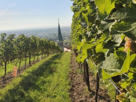 WeinWanderWeg Gumpoldskirchen, © Wienerwald Tourismus GmbH