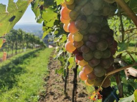 WeinWanderWeg Gumpoldskirchen, © Wienerwald Tourismus GmbH