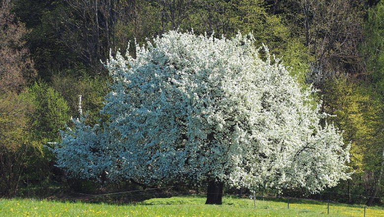 Alter Mostbirnbaum im Frühling, © Kaumberg/Radinger Doris